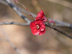 紅梅