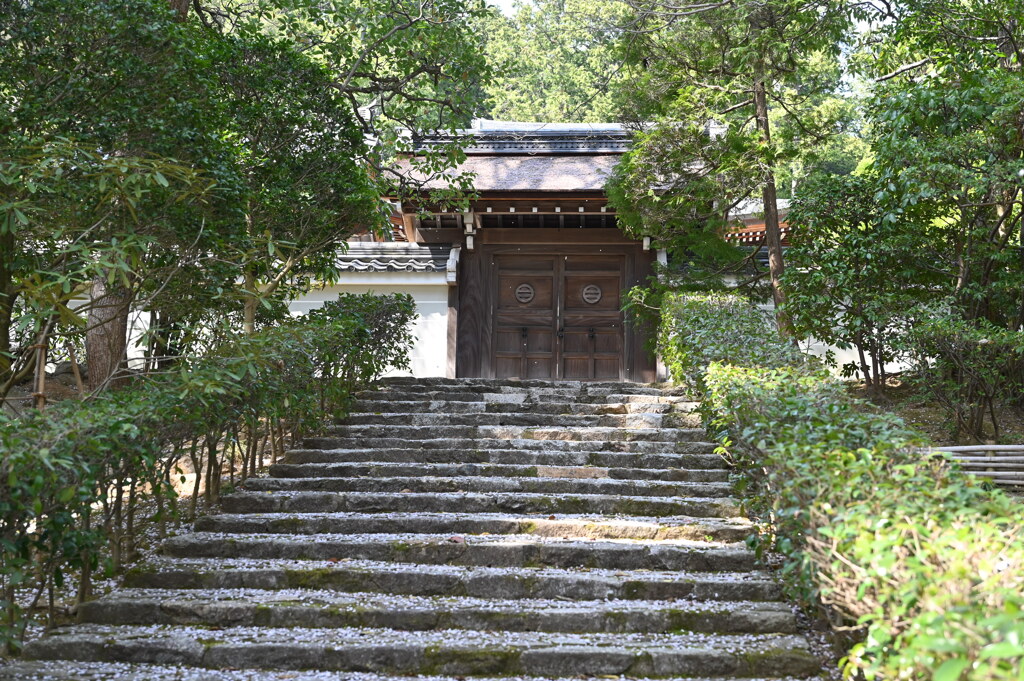 桜散る龍安寺より