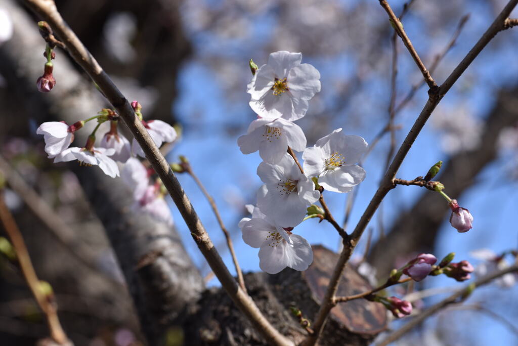 池のほとりの桜