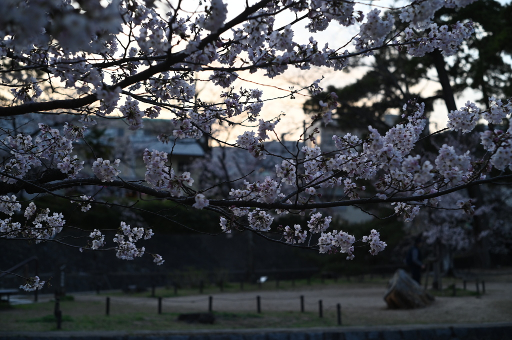 公園の夕桜