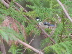 もっと見たいシジュウカラ