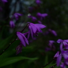ムラサキ