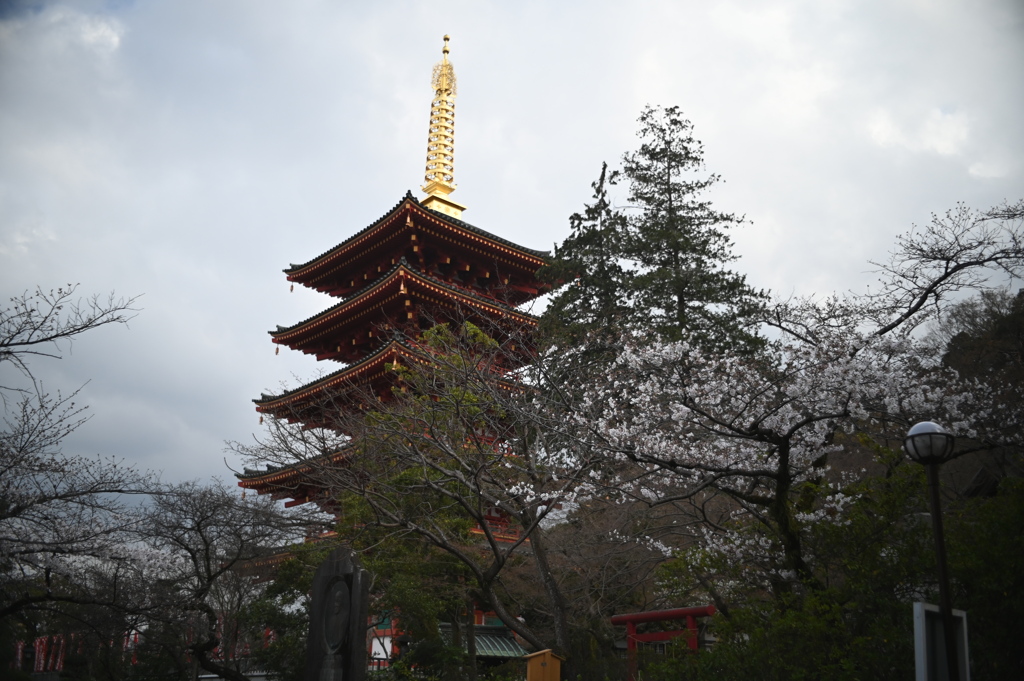 五重塔と桜