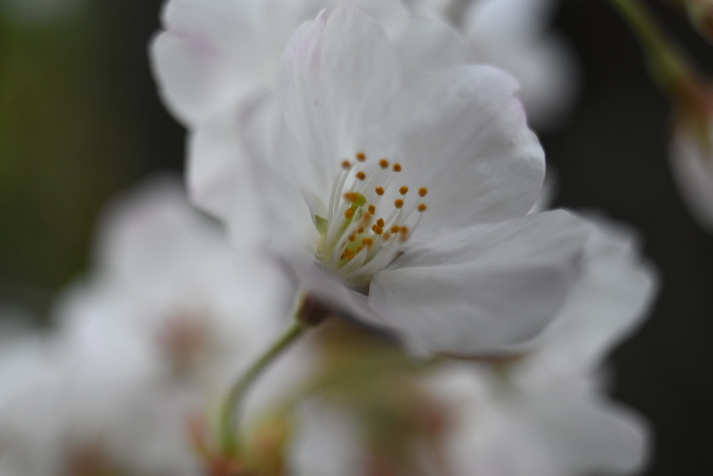 近い桜