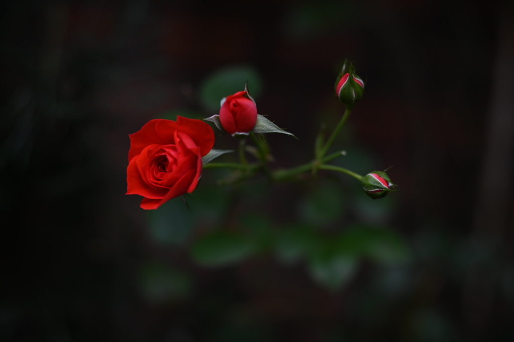 小薔薇Ⅱ