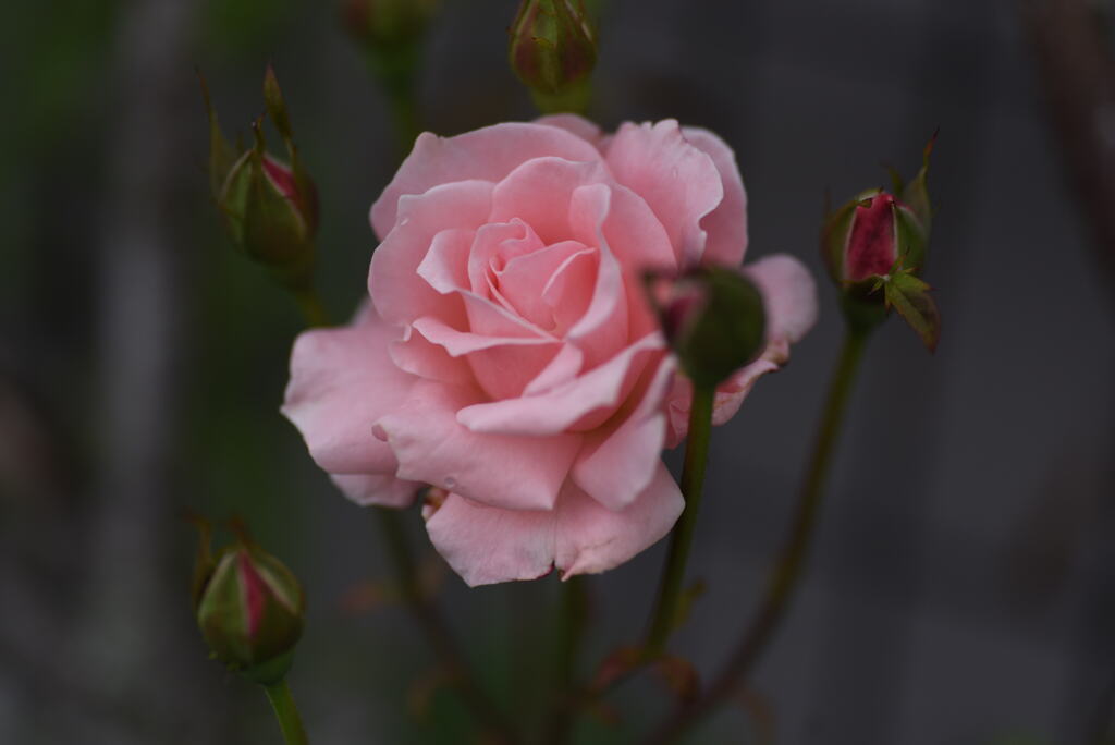 一輪の薔薇