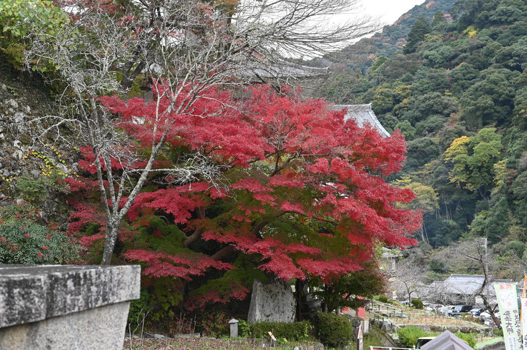 山門前の紅葉