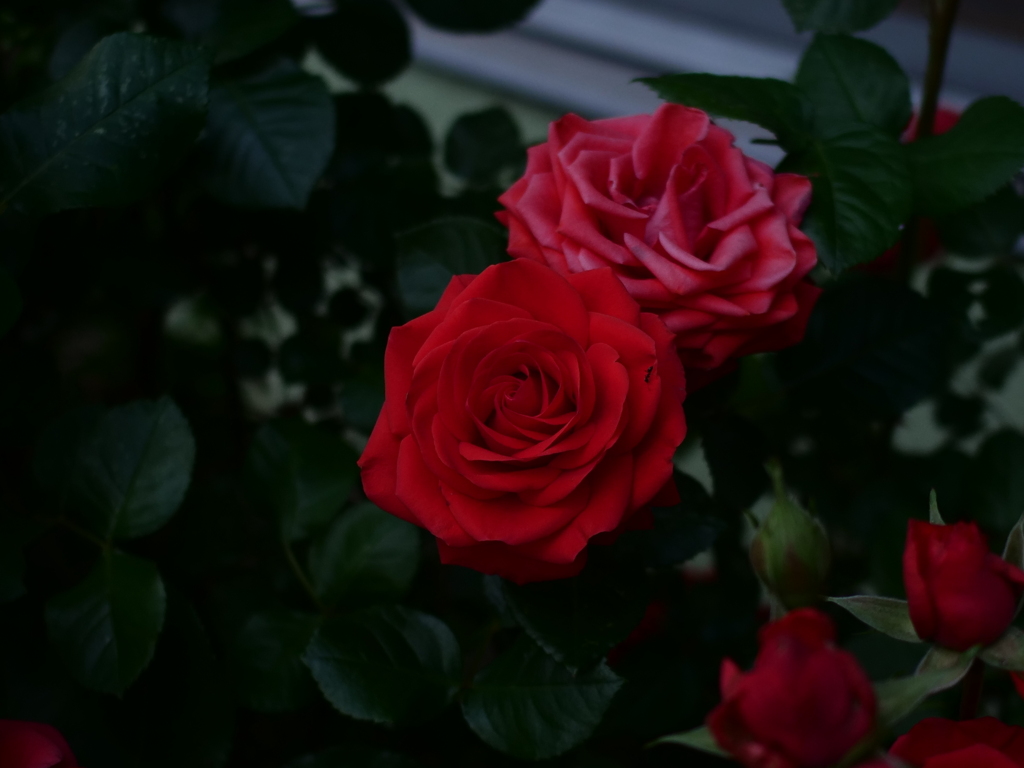 薔薇と影