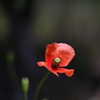 ひと花