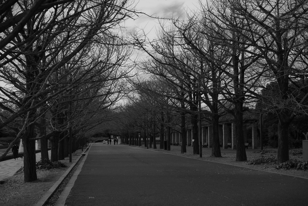 冬の公園