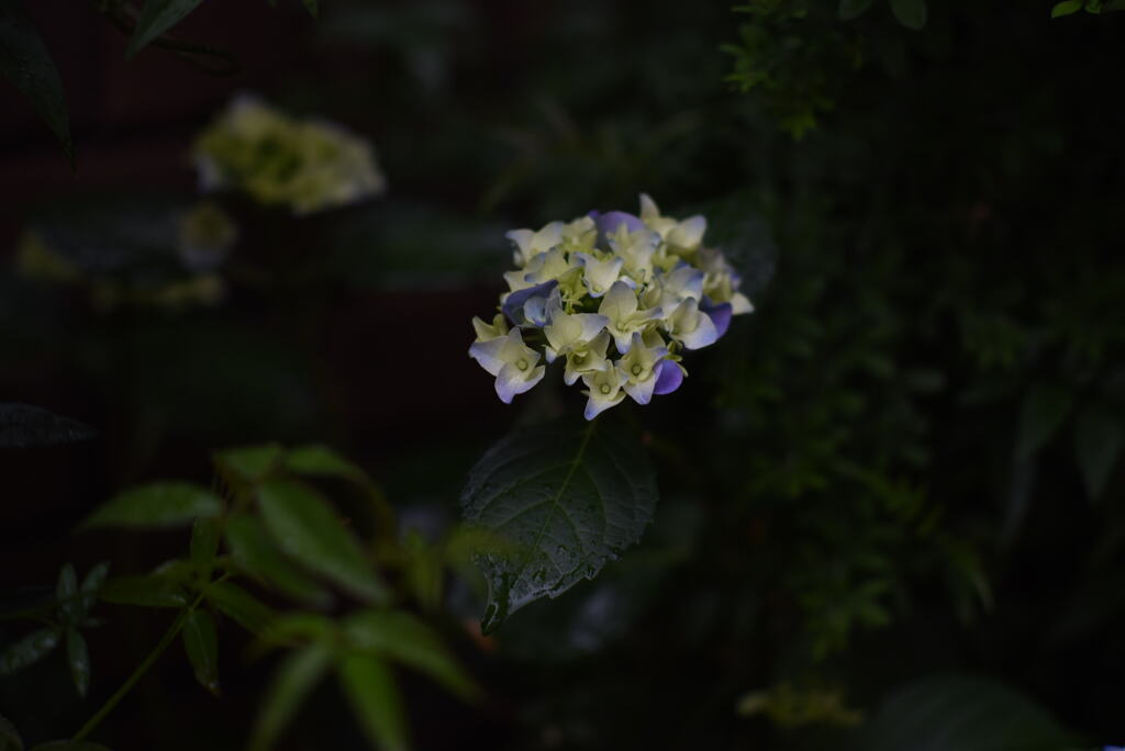 しっとりと紫陽花