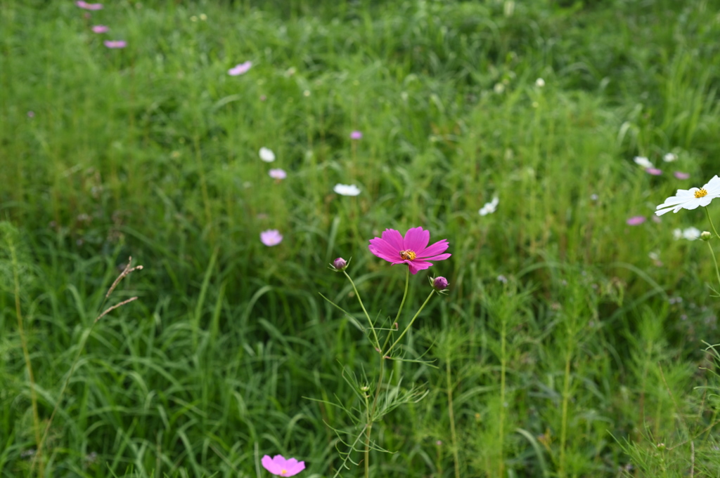 ちょっぴり秋桜