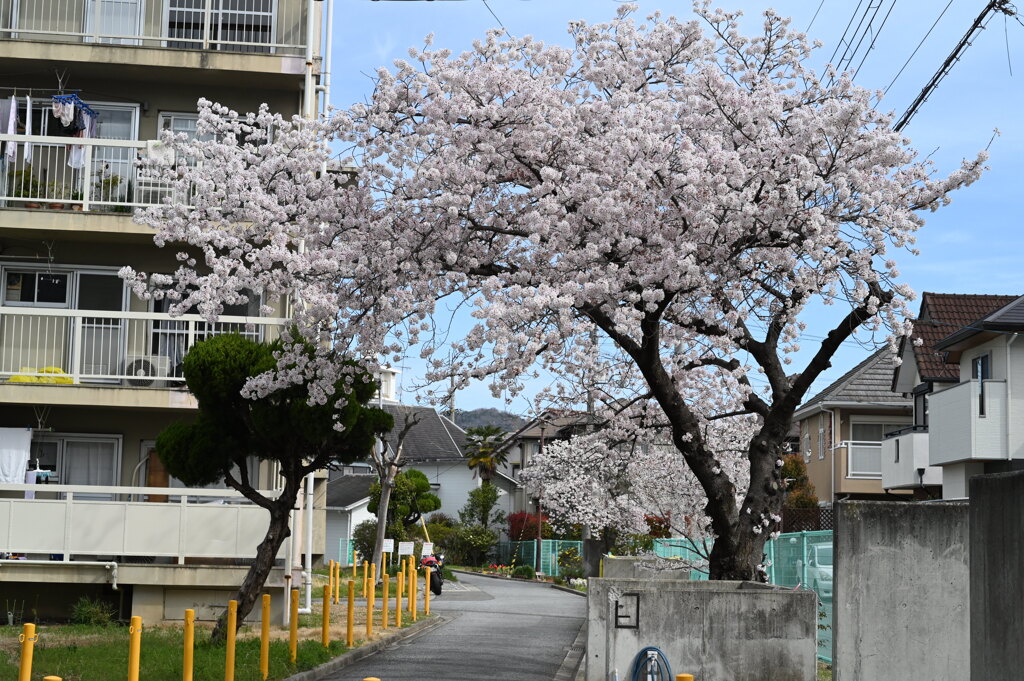 団地の桜