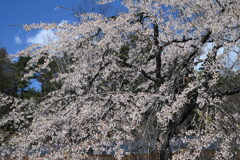 山の上の桜