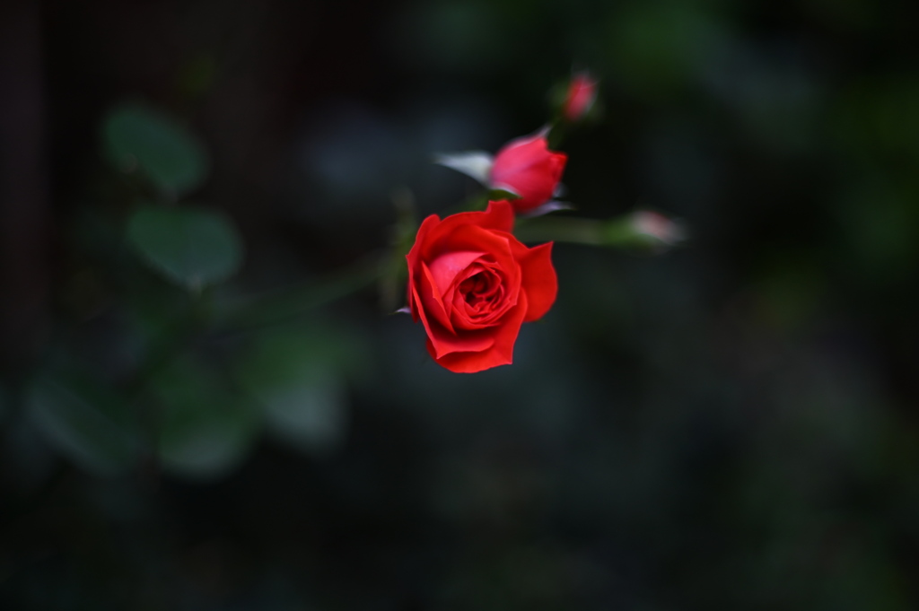 小薔薇Ⅰ