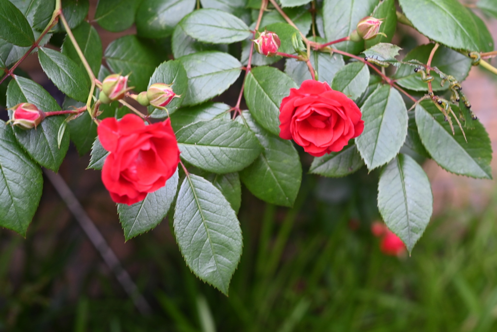 街角の薔薇