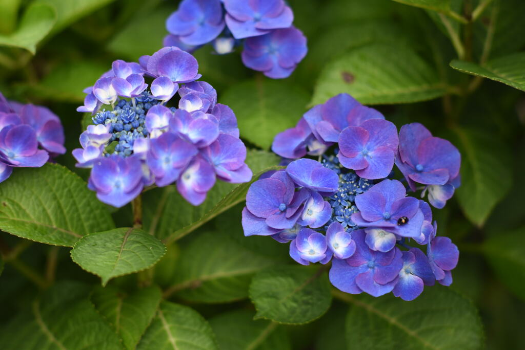 雨後の紫陽花