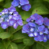 雨後の紫陽花