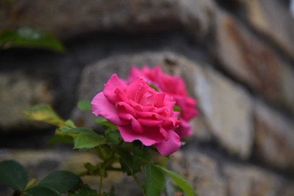 石壁に薔薇