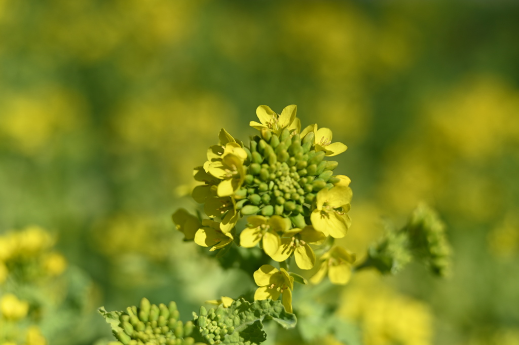 菜の花