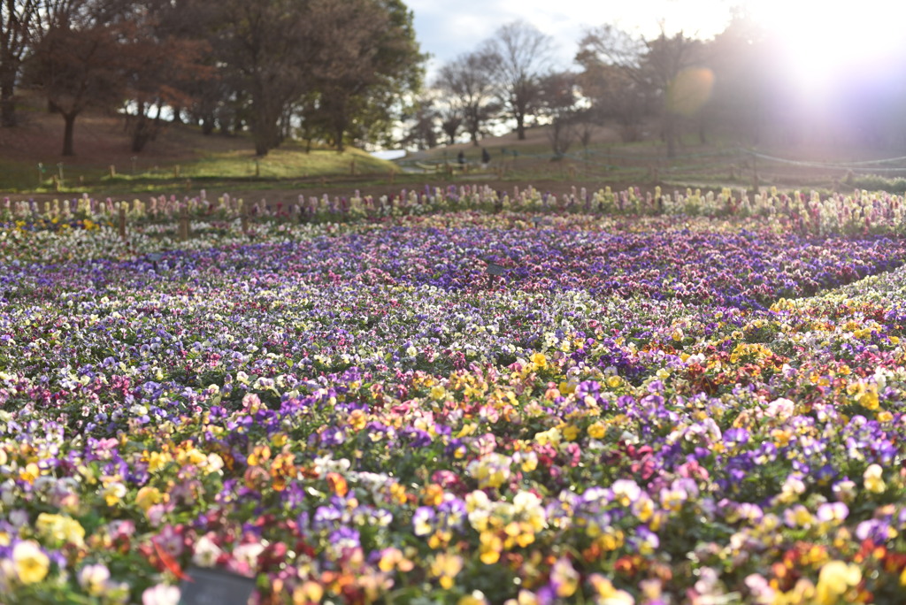 冬の花畑 By Enuemon Id 写真共有サイト Photohito