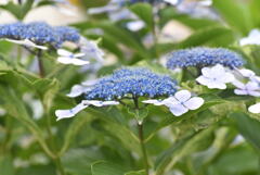 さわやかアジサイ