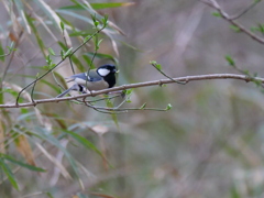葉食むシジュウカラ