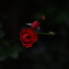 小薔薇Ⅲ