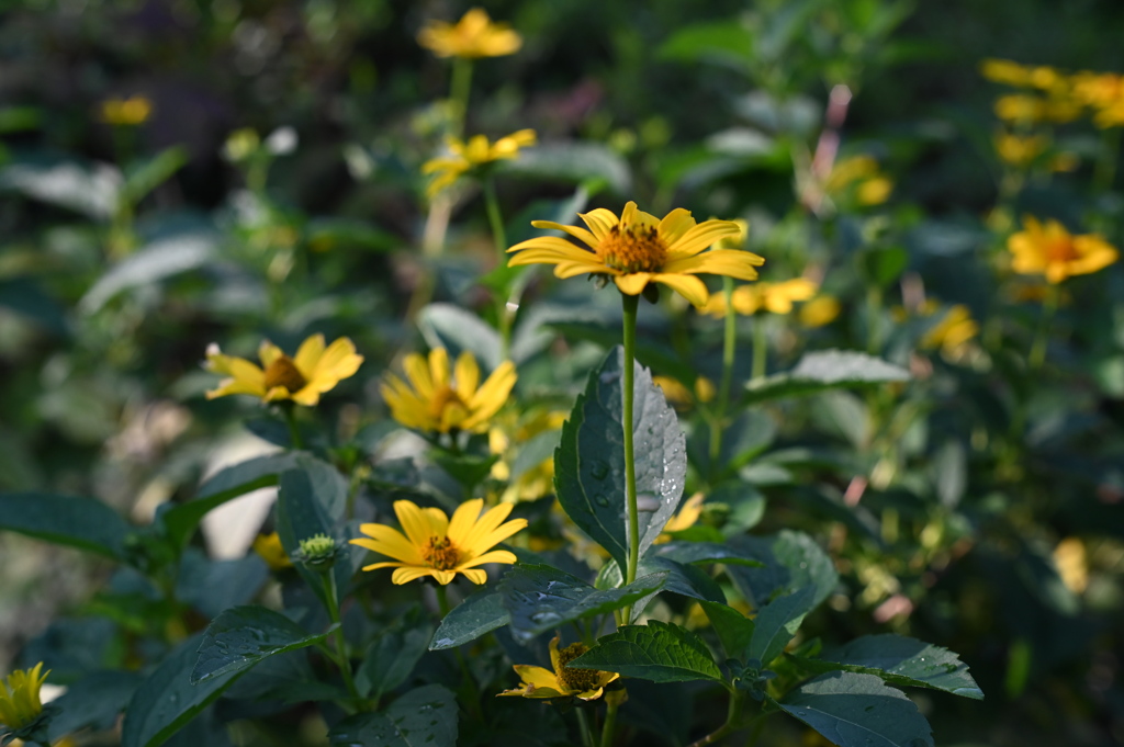 小庭の花々