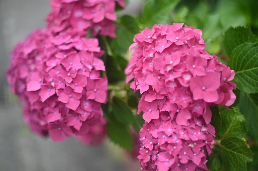 紅の紫陽花