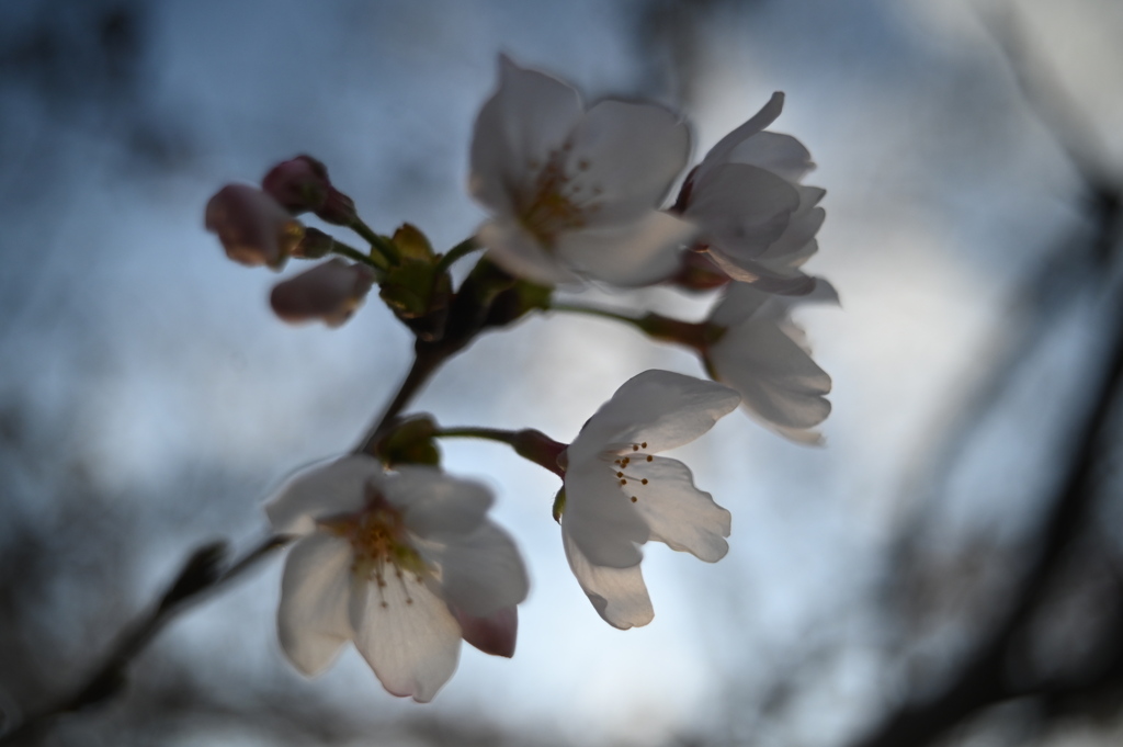 桜と夕光