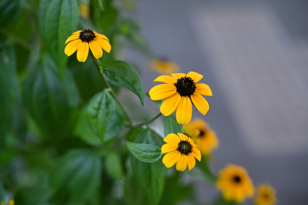 路上の花