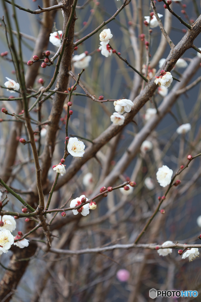 可愛い梅の花