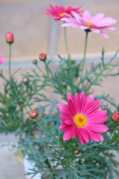 鮮やかなお花