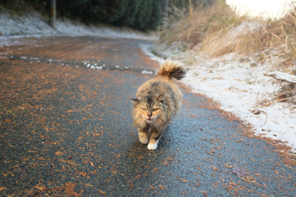 猫さん。