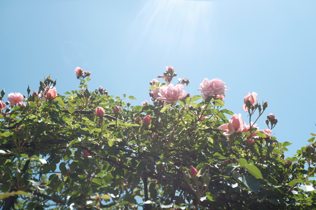 薔薇