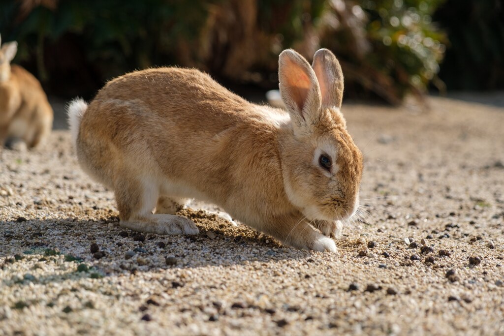 ほりほり