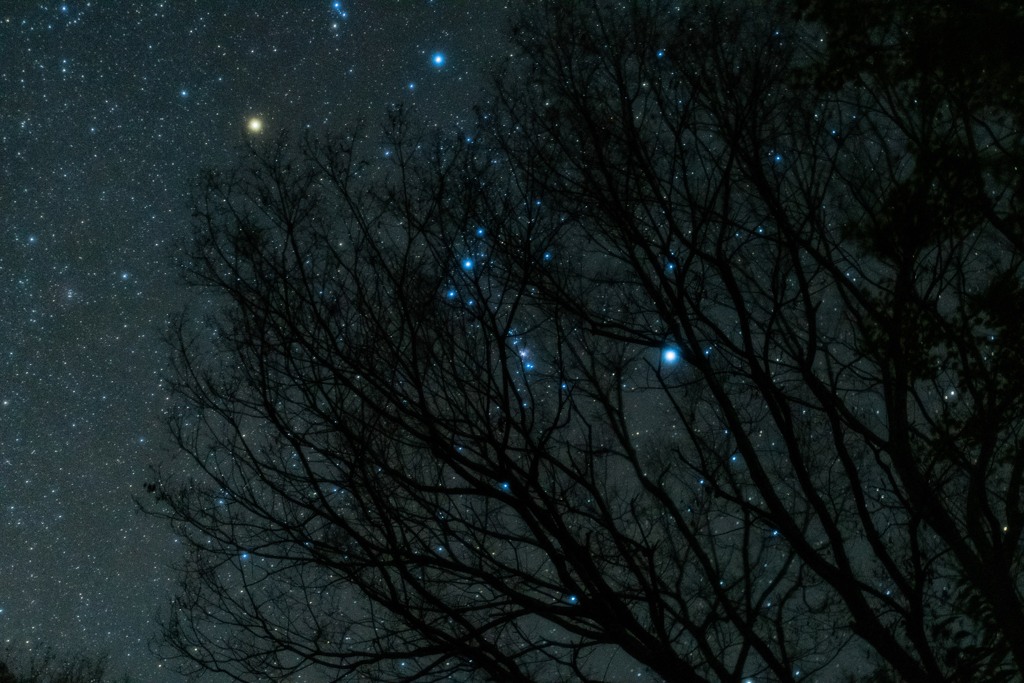 星のなる木