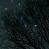 星のなる木