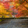 二尊院 紅葉の馬場