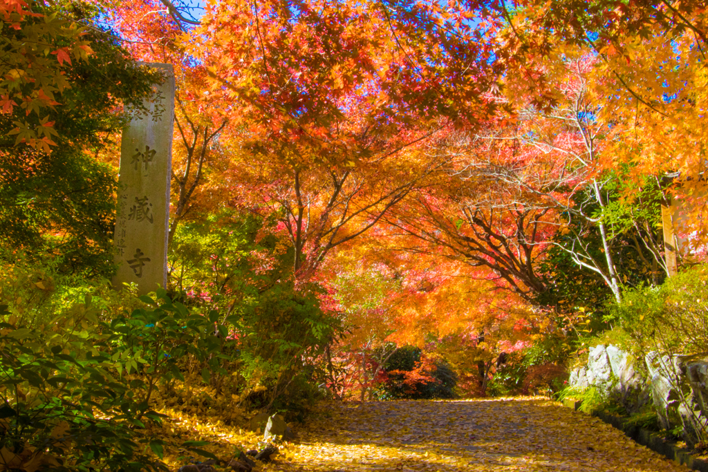 神蔵寺 2020秋