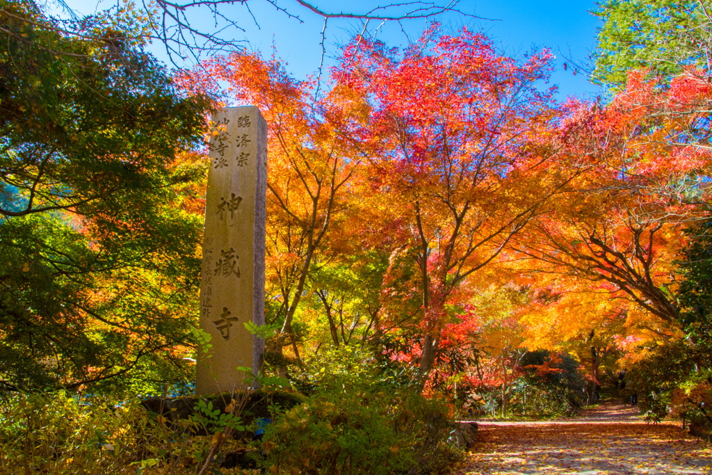 色づく参道