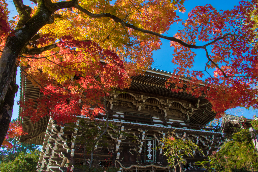 秋色の善峯寺