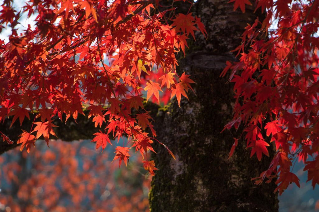 紅の秋