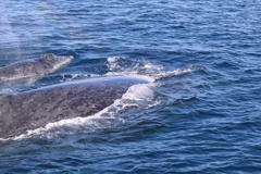 親子クジラ