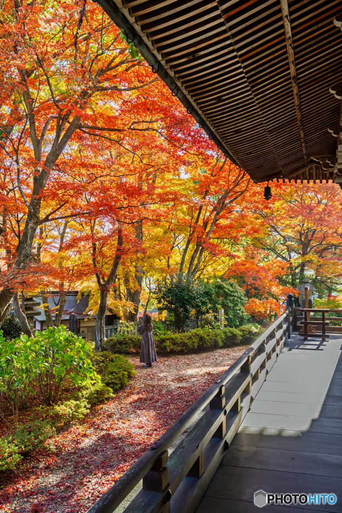 Ancient city of Japan.　Kyoto in autumn