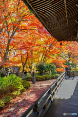 Ancient city of Japan.　Kyoto in autumn