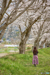 Cherry blossom pink spring breeze  