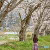 Cherry blossom pink spring breeze  