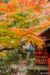  my thoughts on the autumn leaves